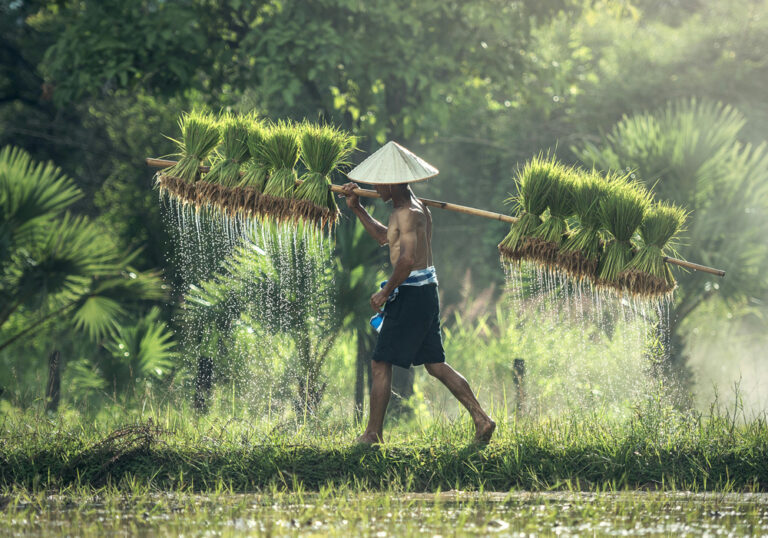 Indonesian Staple Foods