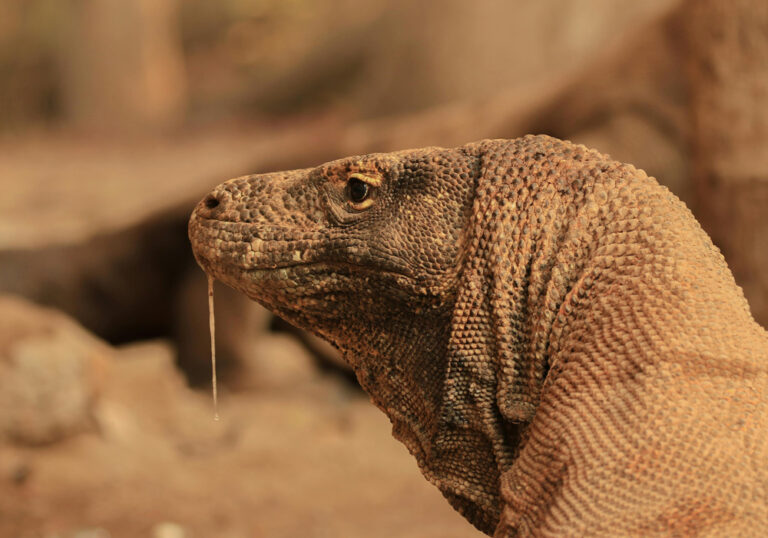 komodo2