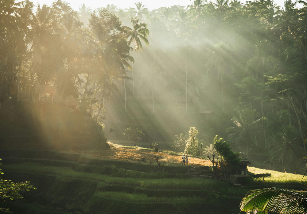 Ubud Tegallalang