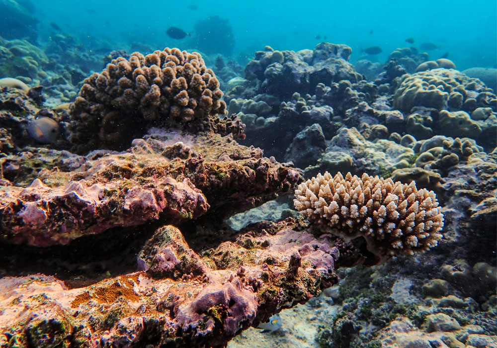 Pemuteran Beach Reef