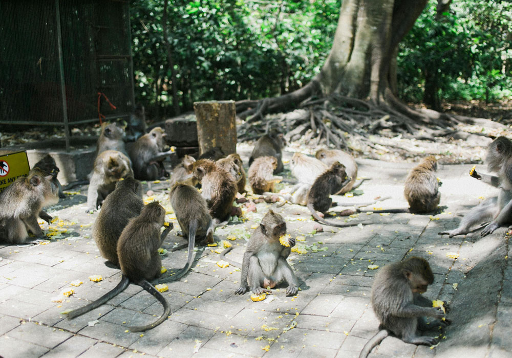 Ubud Monkey Forest