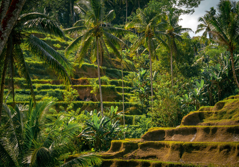 Tegallalang Rice Terrace