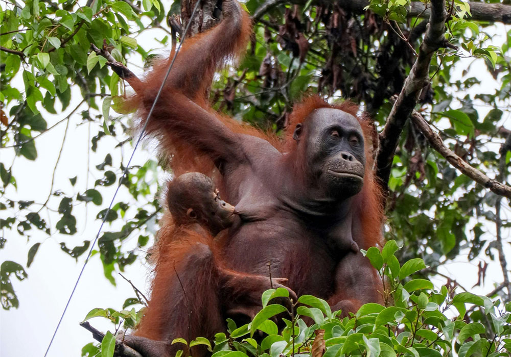 Bukit Lawang - pexels.com