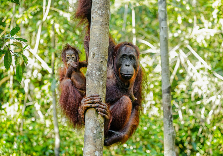 Bukit Lawang