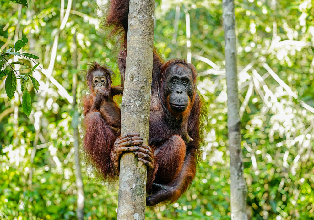 Bukit Lawang