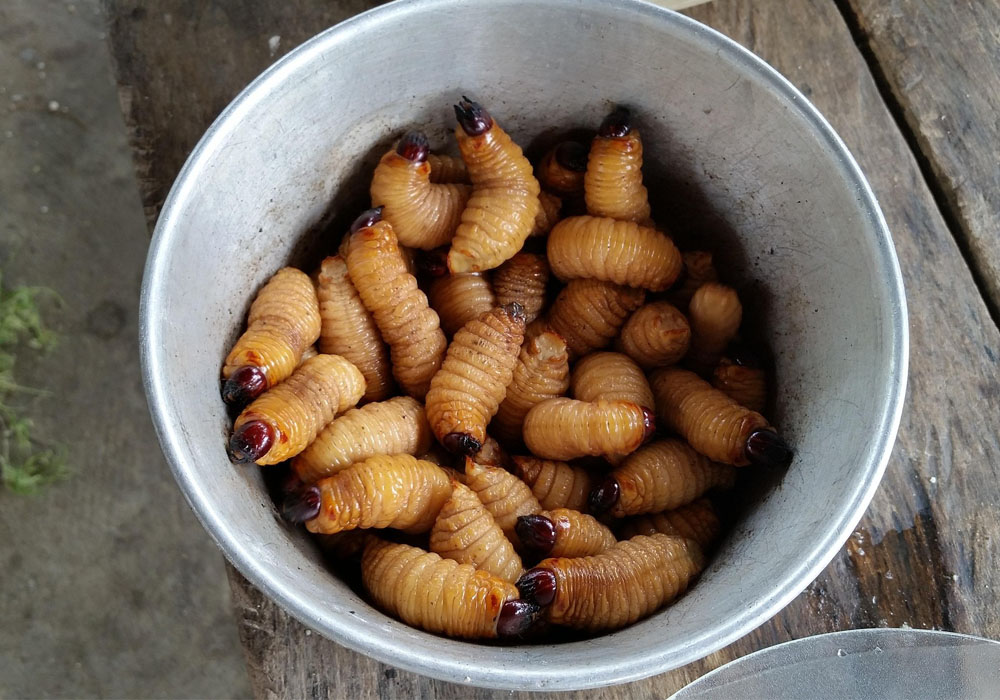 Sago Worm – Ulat Sago: A Taste of Ancient Wisdom in the Heart of the Forest