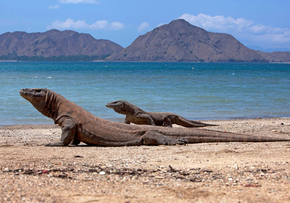 Is Flores Worth Visiting - Komodo Dragon